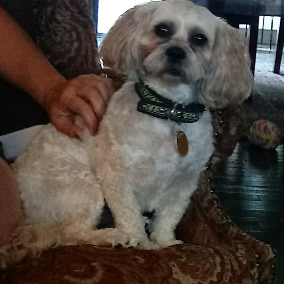 Meet your Posher, Sylvia - Picture 2 of 6